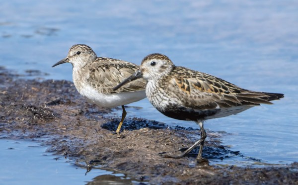 lapinsirri_01_Korppoo_07_23