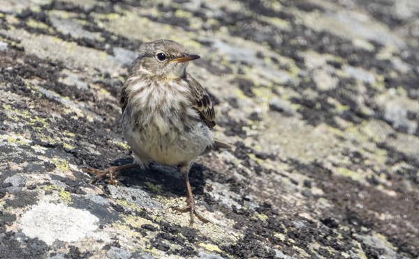 NUORIA LUOTOKIRVISIÄ ON MONIN PAIKOIN