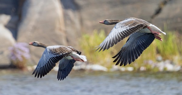 MERIHANHIA ON PALJON SAAREN YMPÄRILLÄ, VANHOJA JA NUORIA