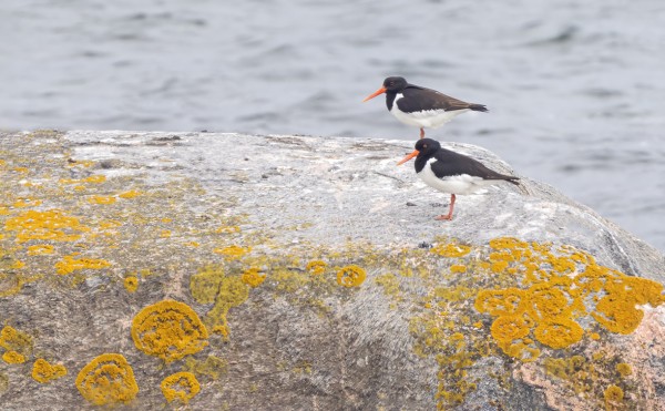 MERIHARAKOITA PESII KAKSI PARIA