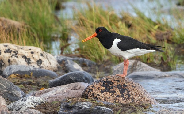 MERIHARAKAT OVAT JO OSIN LÄHTENEET, EIVÄT KAIKKI