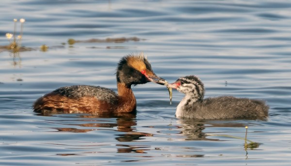 KAKSI MUSTAKURKKU-UIKKU PARIA RUOKKII POIKASIAAN