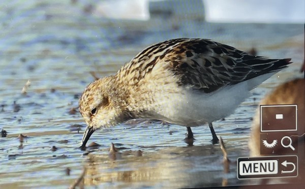 ITÄRANNALLA OLI TÄNÄÄN SUOSIRRIEN SEURASSA LAPINSIRRI JA PIKKUSIRRI. PIKKUSIRRIKUVASTA KIITOS JUHA LAAKSOSELLE!