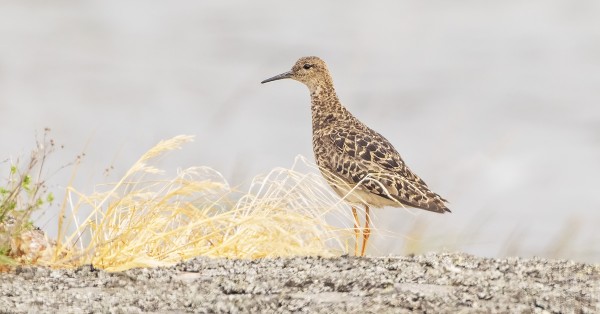 ENSIMMÄINEN NAARAS SUOKUKKO NÄKYI JO MUUTOLLA