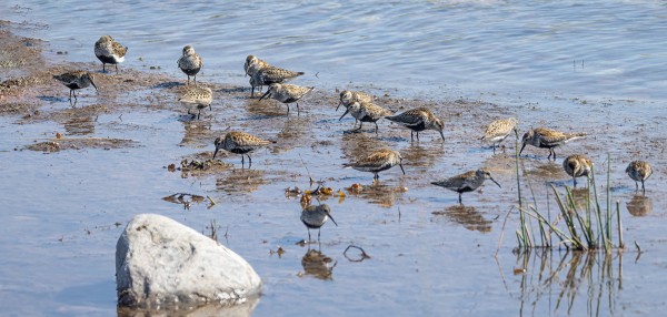 VANHOJA SUOSIRREJÄ RIITTÄÄ EDELLEEN