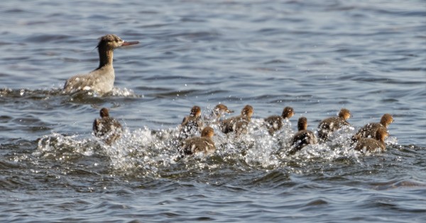 TUKKAKOSKELON PESINTÄ ON ONNISTUNUT HYVIN