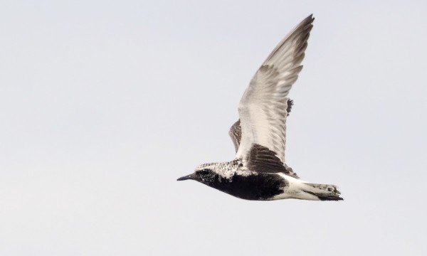 VANHA TUNDRAKURMITSA LENSI TÄNÄÄN OHI AIKA LÄHELTÄ