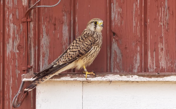 EKAT NUORET TUULIHAUKAT OVAT SAAPUNEET - TÄLLÄ RENGAS JALASSA