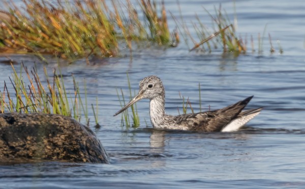 VALKOVIKLOT USEIN UIVAT PIENIÄ MATKOJA