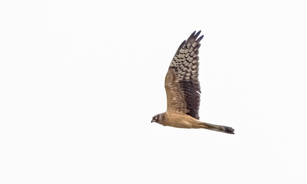 NUORI AROSUOHAUKKA PYÖRÄHTI TÄNÄÄN ITÄNIITYLLÄ