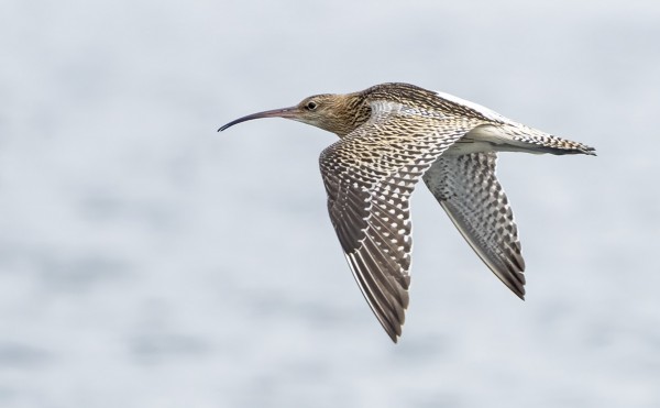 ISOKUOVEJA ON NYT MUUTOLLA