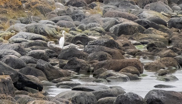 JALOHAIKARA AAMULLA KESNÄSIN RANNALLA