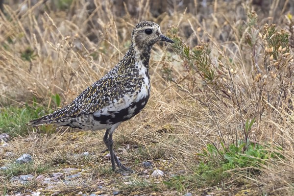 KAPUSTARINTA KAPPELIN NURKILLA
