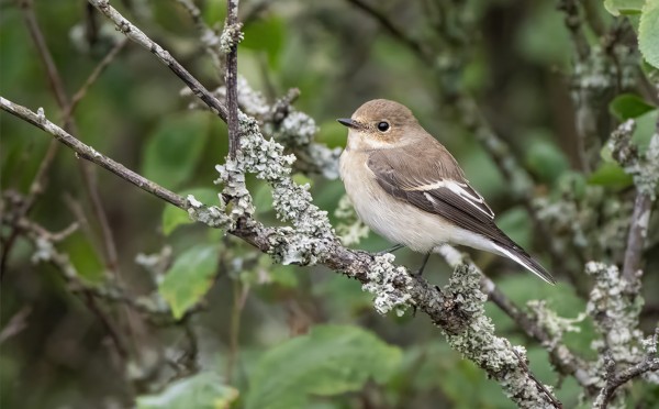 KIRJOSIEPPOJA ON JO LUKUISIA MUUTTAVIA