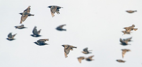 KOTTARAISIA LIIKKUU SAARESSA PIKKU PARVIA