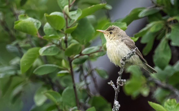 KULTARINTA ON PESINYT SAARESSA
