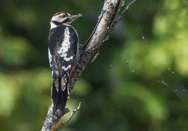VAELTAVIA KÄPYTIKKOJA TULEE HILJALLEEN UTÖHÖNKIN, MUTTA KÄPYJEN PUUTTUESSA SYÖVÄT MM. HYÖNTEISIÄ HÄMÄHÄKINVERKOISTA