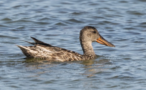 LAPASORSIA NÄKEE PÄIVITTÄIN