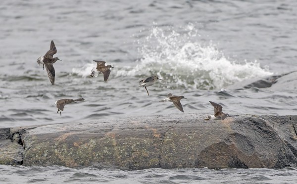 LIRO ON NYT YLEISIN KAHLAAJA