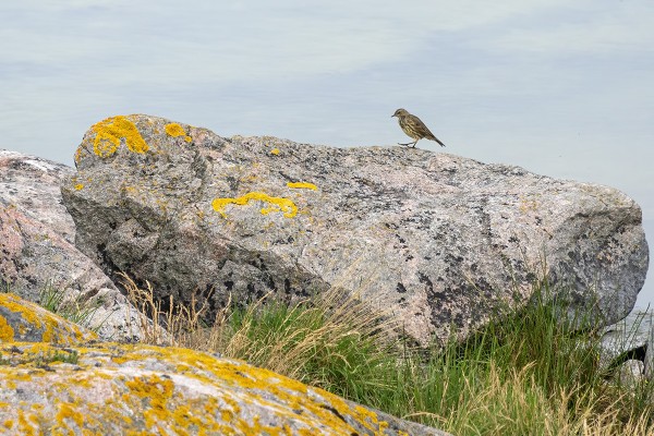 LUOTOKIRVISIÄ OLI ALUNSKÄRILLÄ RUNSAASTI (Kuva: Outi Sarjakoski)