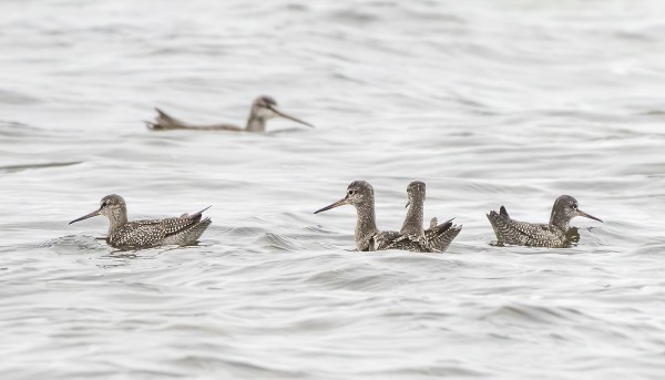 NUORET MUSTAVIKLOT UIMASSA MELKO KAUKANA RANNASTA