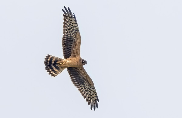 1kv NAARAS NIITTYSUOHAUKKA NÄKYI TÄNÄÄN HIENOSTI JA LAJIMÄÄRITYS TÄSMENTYI