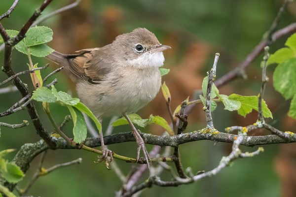 PENSASKERTTUJA ON SAARESSA RUNSAASTI