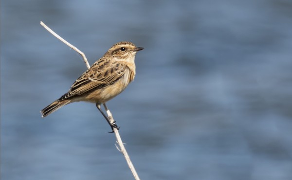 SYKSYN EKA PENSASTASKU