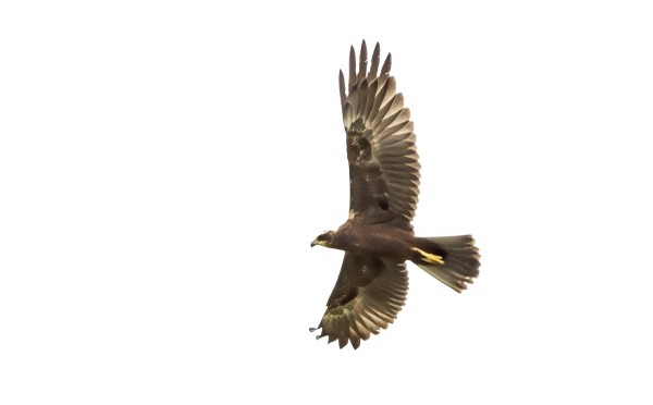 RUSKOSUOHAUKKOJEN MUUTTO ON HYVÄSSÄ VAUHDISSA