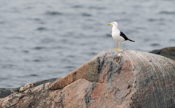 ALUNSKÄR ON UTÖTÄ LÄHIN SELKÄLOKKIEN PESIMÄSAARI