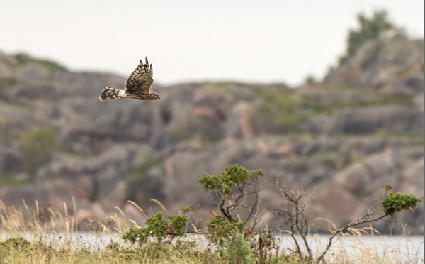 SYKSYN EKA SINISUOHAUKKA ITÄRANNALLA