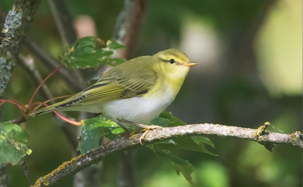 TÄNÄÄN NÄKYI PARI SIRITTÄJÄÄ
