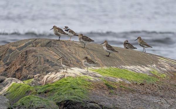 AKUNSKÄRIN SUOSIRREJÄ JA TYLLEJÄ (Kuva: Outi Sarjakoski)
