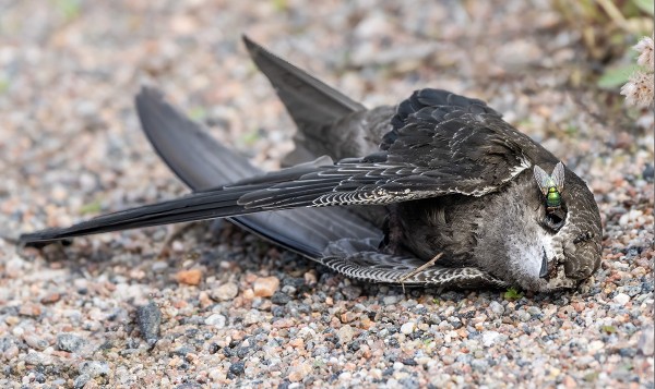 KUOLLUT TERVAPÄÄSKY KOMPOSTORIN TIELLÄ