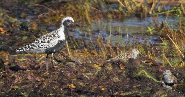 TUNDRAKURMITSA ITÄRANNALLA