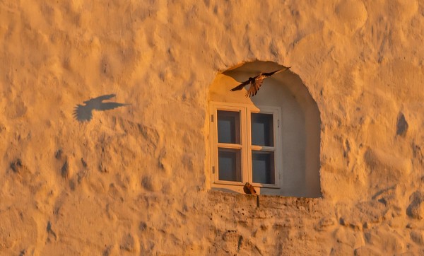 TUULIHAUKAT LENTELIVÄT MAJAKALLA AURINGONLASKUN AIKAAN