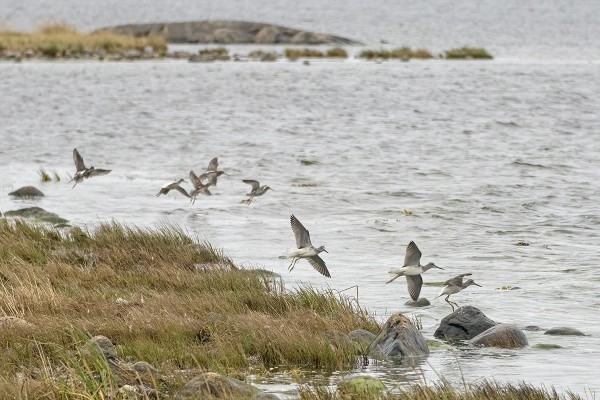 VALKO- JA MUSTAVIKLOT ALKAVAT JO VÄHENTYÄ