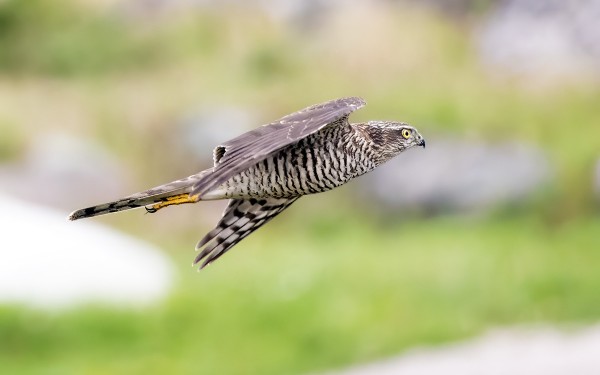 VARPUSHAUKKOJEN MUUTTO ON HENGÄHDYSTAUOLLA (Kuva: Outi Sarjakoski)