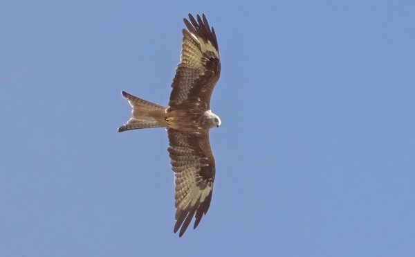ISOHAARAHAUKKA ON YLESIMPIÄ PETOLINTUJA HANHIKORPPIKOTKIEN JA HIIRIHAUKKOJEN OHELLA