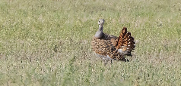 ISOTRAPPEJA NÄHTIIN PALJON VIIME VUOTTA VÄHEMMÄN