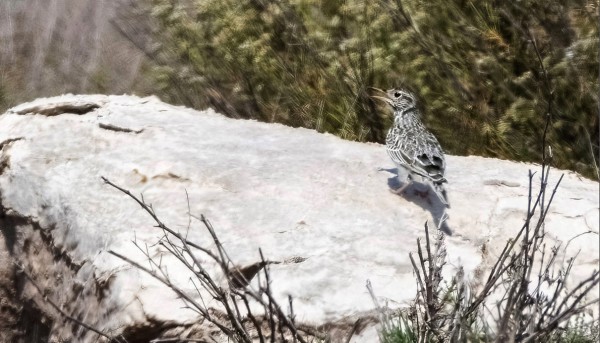 VIHDOIN KAITANOKKAKIURU, TOSIN PAHASSA LÄMPÖVÄREILYSSÄ
