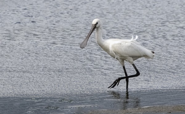 KAPUSTAHAIKAROITA NÄHTIIN PARISSA PAIKASSA