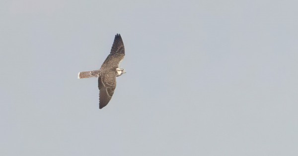 KELTAPÄÄHAUKKA VILLAFAFILASSA, KUVASTA KIITOS JUHA LEHTISELLE!