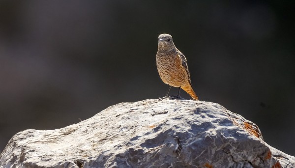 PICOS ON VARSIN VARMA KIVIKKORASTASPAIKKA