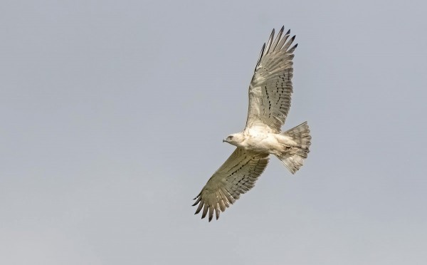 JOTKUT KÄÄRMEKOTKAT OVAT HUOMATTAVAN VAALEITA, MYÖS PÄÄN ALUE