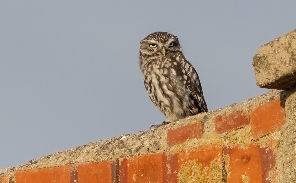MINERVANPÖLLÖJÄ NÄHTIIN PARI KAPPELETTA