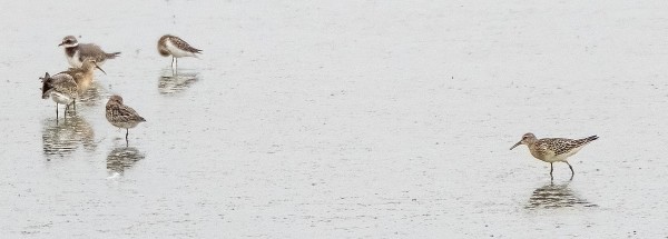 SPONDE PALSASIRRI OLI MAINIO YLLÄTYS