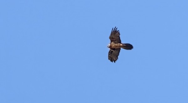 PARTAKORPPIKOTKAT OLIVAT AIKA KAUKANA KUVAAMISTA AJATELLEN, DOKUMENTTIKUVA SENTÄÄN..
