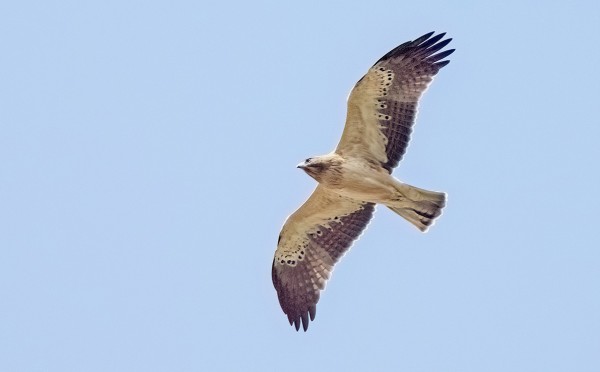 PIKKUKOTKIA NÄHTIIN PÄIVITTÄIN