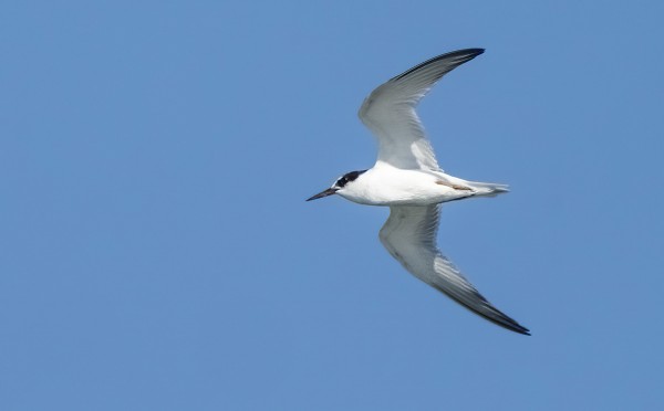 NUORI PIKKUTIIRA EKA PYSÄHDYSPAIKALLA